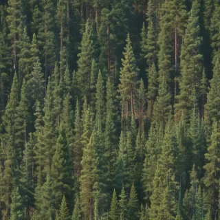 pine trees transparent background