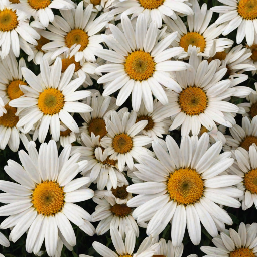 iphone daisy wallpaper