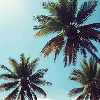 summer phone wallpaper