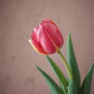 tulip iphone wallpaper