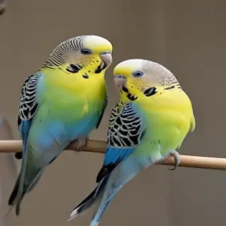 budgies
