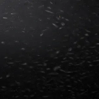 black background glitter
