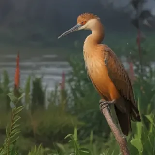 birds in png
