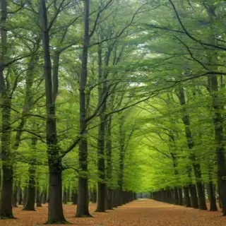 background trees