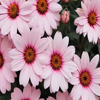 aesthetic flower desktop wallpaper