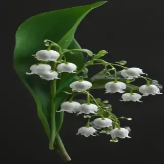 lily of the valley png