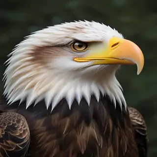 eagle background