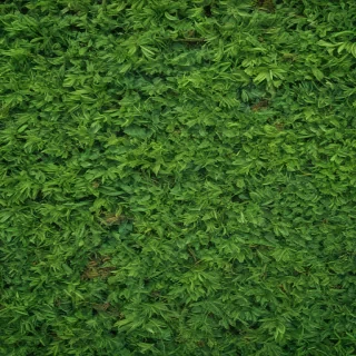 green textures