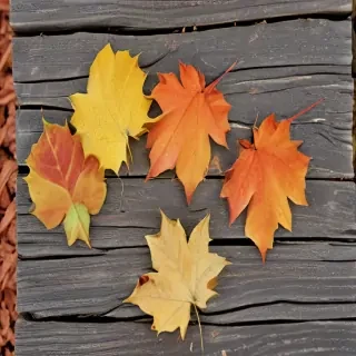 fall leaves