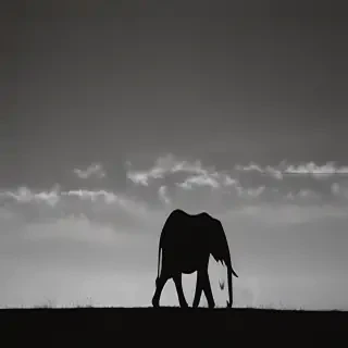 elephant silhouette