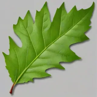 leaf png transparent