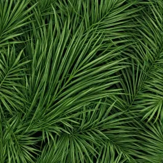 palm tree leaf png