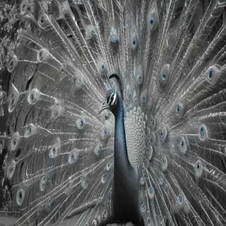 peacock black and white