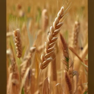 wheat png