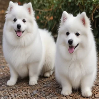 japanese spitz dog breed