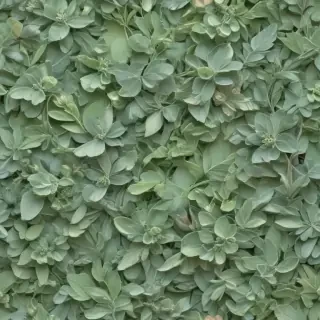 sage green bg
