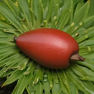barbado da terceira