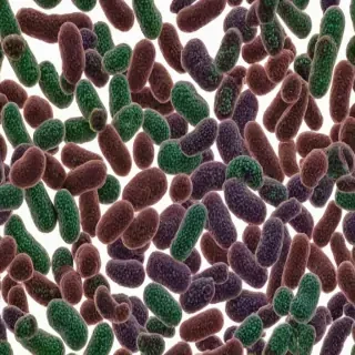 bacteria png