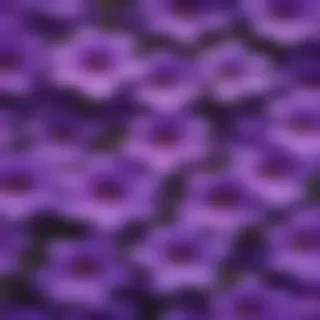 purple flowers background