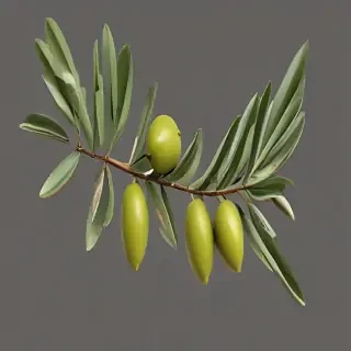 olive branch png