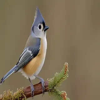 titmouse bird