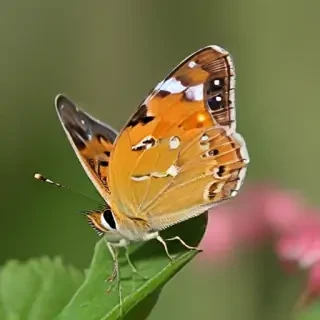 cute butterfly