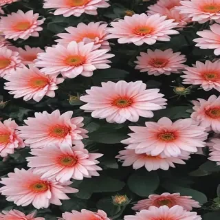 cute aesthetic wallpapers flowers