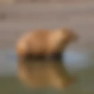 capybara transparent