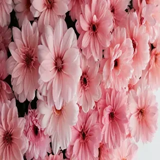 aesthetic flower backgrounds
