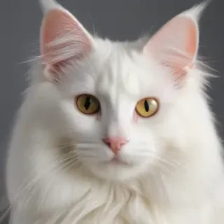 turkish angora breed