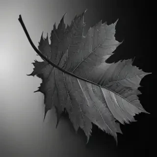leaf in black and white