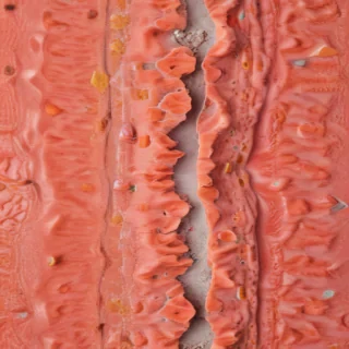 coral color