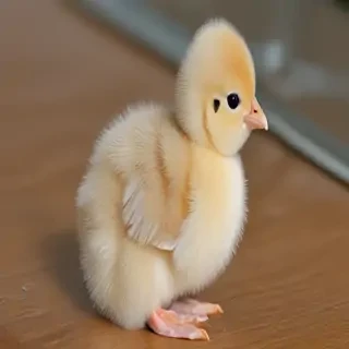 transparent chick