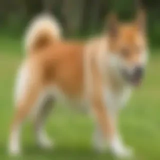 shikoku dog breed