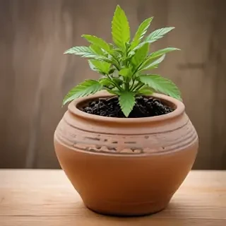 pot images