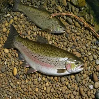 trout fish