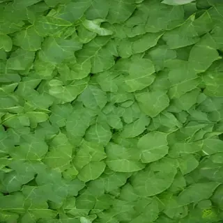 leaf background green