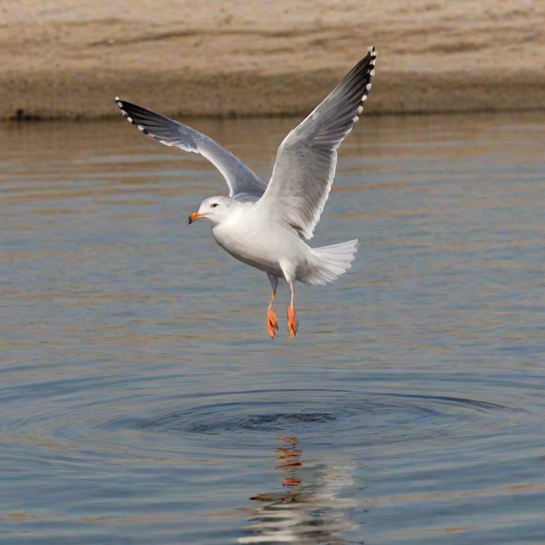 a seagull taking off from the surface of calm water with ripples and reflections, wings spread wide against a soft, neutral background