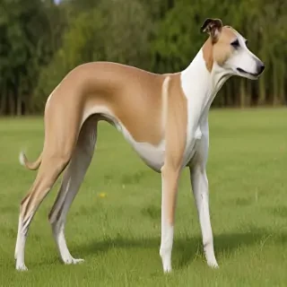 greyhound dog breed