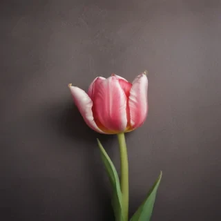 tulip iphone wallpaper