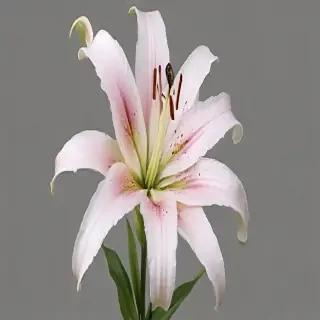 lily flower png