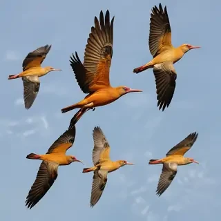 png birds flying