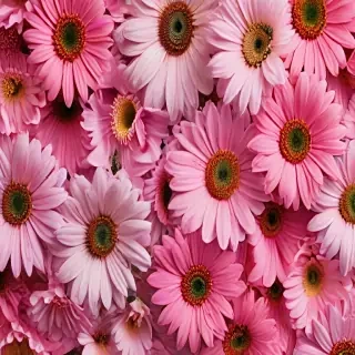 flower wallpaper phone