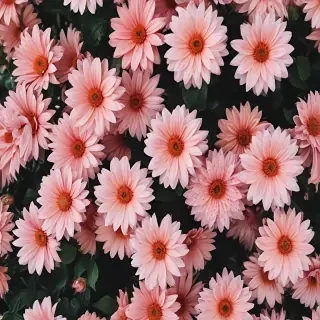 wallpaper aesthetic flowers