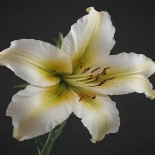 lily flower png