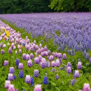 flowers field png