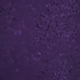 dark purple wallpaper iphone