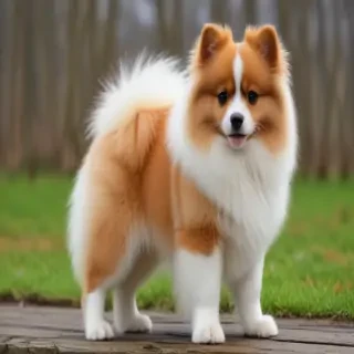 aussiepom dog breed