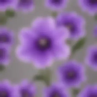 transparent purple flower