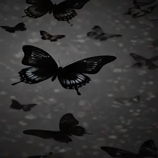 black butterfly wallpaper